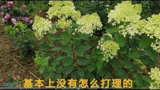 圆锥绣球-夏日美人耐寒耐热，颜值高，皮实好养，几乎不需要打理