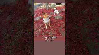 【散歩】愛犬と紅葉狩り　綺麗なもみじの絨毯　秋の光景　ジャックラッセルテリア　シェルティ#Shorts