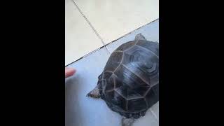 🐢Good Bye Aldabra Baby Aug 14 2022#68🐢【さようなら アルダブラゾウガメ ８か月】