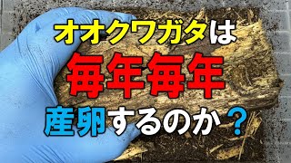 何度も産卵させたオオクワに今年も産卵させてみた結果…