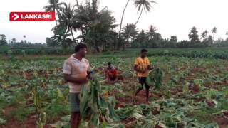 Neverseen Tobacco Harvest Being Conducted In Jaffna District