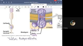 บันทึกการสอน ระบบประสาท 5/6 part4