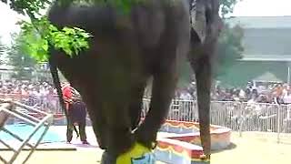 Elephant Stands On Ball