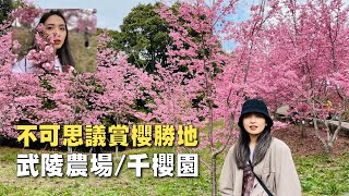 【胃服出巡】媲美日本造幣局的櫻花？跟團旅遊到底好不好？老人才參加的嗎？ 武陵農場/千櫻園/雄獅旅遊櫻花團