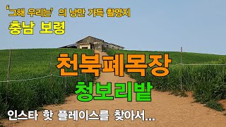 보령 천북폐목장 청보리밭 (4K UHD), 충청남도 | 🎬 '그해 우리는' 드라마 촬영지, 4월의 청보리밭, 인스타 핫 플레이스, 인생사진 찍는 곳