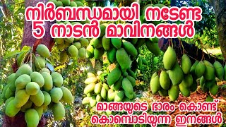 നിർബന്ധമായും നടേണ്ട 5 നാടൻ മാവിനങ്ങൾ|mango in pot|farming|fruit plants malayalam|pazhachedikal