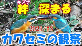 [4K]　野鳥撮影　野鳥動画　2021年　春　カワセミの観察　#3　絆（キズナ）深まる