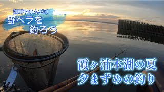 霞ヶ浦本湖の夏、夕まずめの釣り【へら野釣り、霞ケ浦】