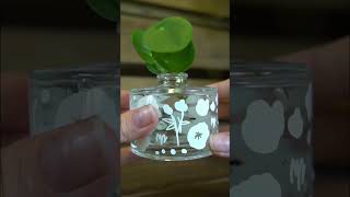 Propagate Pilea Peperomiodes (Chinese money plant) in water 💧 #propagation #plan