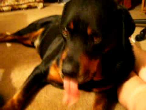 Dog licking.....the air? Dog licking.....the air?