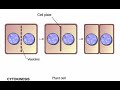 cytokinesis in plants and animals