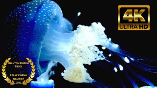 Jellyfish Aquarium 4K  | The Best Glowing Underwater | UHD Screensaver | 2 HOURS no sound Video