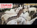 Chakan Bakra Mandi Live Update 12 October 2024 I YK Goat Lover