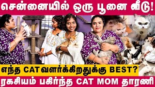 எந்த CAT வளர்க்கிறதுக்கு Best ? | சென்னையில் ஒரு பூனை வீடு ! |  Cat Home | Vlog | Dear Women