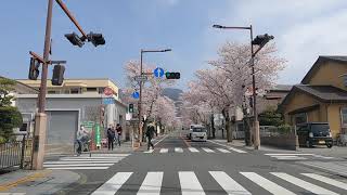 武田通り（甲府駅から武田神社）の桜の様子