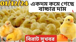 একদম কমে গেছে মুরগির বাচ্চার দাম | আজকে ব্রয়লার মুরগির বাচ্চার বাজার দর  | ব্রয়লার বাচ্চার দাম কত ||