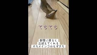 可愛い足音で出迎えてくれるオカメインコのもずきちvol.62 #Shorts#オカメインコ#cockatiel