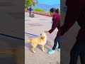 मेरे डॉग को मिला नया दोस्त😭 part 4 funnydogs shorts