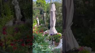 【SD動画】2024年7月26日  夏の花が咲いています。 #flowers #garden #癒し#自然 #naturelovers #薔薇は美しく散る #ばらの花 #rosegarde