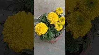 Genda plant care #Beautiful #marigold #plantcare #plants #flowers #beautifulflowers #shortsvideo