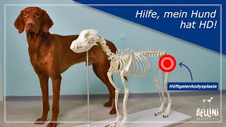 Bellini Hundephysio: Hilfe, mein Hund hat HD!