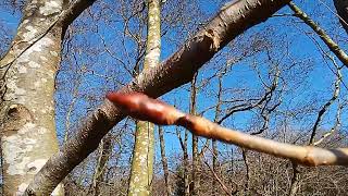 Early signs of new life - Brown sticky bud (to right) is a Sycamore Tree bud seen early Feb UK wild