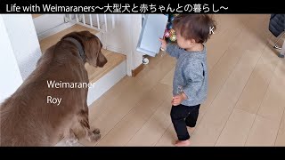 ワイマラナーにおもちゃをセールスする赤ちゃんKくん