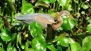 The Bulging eye of A Tricolored heron hunting  Mini video