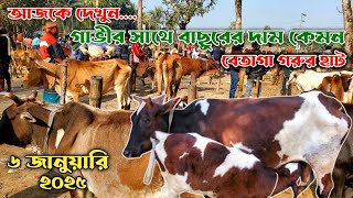 অনেকদিন পর দেখুন, গাভীর সাথে বাছুরের দাম কেমন |  বেতাগা গরুর হাট | নগর বাংলা টিভি