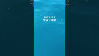 北九州の海　2023  12  8   ママカリの群れ　#shorts