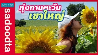 ทุ่งทานตะวันไร่มณีศร เขาใหญ่ | Check it out sadoodta