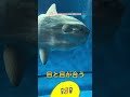 大洗水族館③