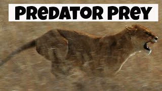Predator Prey Interactions | Basic Ecology |