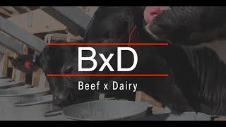 ProfitSOURCE® | Select Sires' Beef x Dairy Program