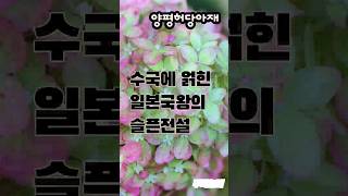 일본 황제의 슬픈 전설 (#수국 # 차수국 #쇼츠 )