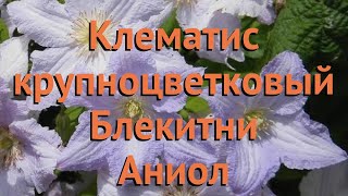 Клематис крупноцветковый Блекитни Аниол 🌿 обзор: как сажать, саженцы клематиса Блекитни Аниол