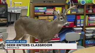 Buck crashes into Westside Elementary classroom