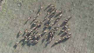 Elk herd from a unique angle...the sky! | Boulder, Colorado