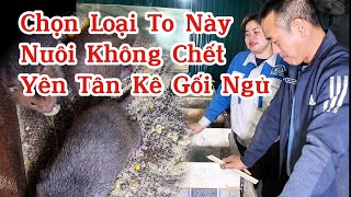 Cứ Nuôi Loại Dúi Tách Mẹ Chỉ Có Bán Nhà, Nhập Dúi To Đảm Bảo Dễ Nuôi /Hợp Tác Xã Bảo Tồn Động Vật