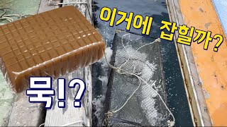 [통발]묵!!? 미끼를 넣었더니 이게 두마리나...?후덜덜한 반응