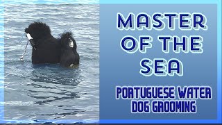 Best Lion Trim Portuguese water dog tutorial from beginner to professional.\