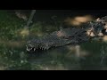 this saltwater crocodile killed 354 people in 6 days