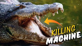 This Saltwater Crocodile Killed 354 People in 6 Days