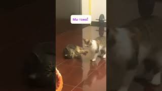 Мы комнатные! Не уличные тут вам! #забавные #cat #милый #funny #собакаприколы