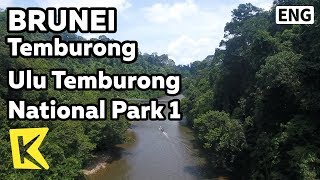 【K】Brunei Travel-Temburong[브루나이 여행-템부롱]울루 템부롱 국립공원 1/Ulu Temburong National Park/Jetty/Boat/Jungle