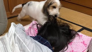 姉を起こす(襲う)プチバセの子犬