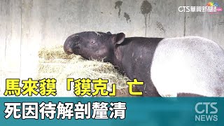 台北動物園馬來貘「貘克」亡　死因待解剖釐清｜華視新聞 20230719