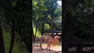 Camel’s behavior