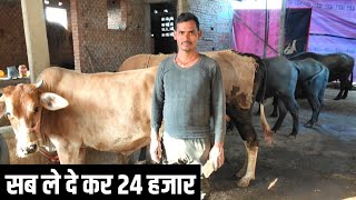 अमूल डेयरी में दूध दे कर अच्छी कमाई करने वाला युवा Dairy farmer  | Dairy Farming