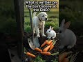 best dog and rabbit drama 🐶 dog rabbit sad animalrescue